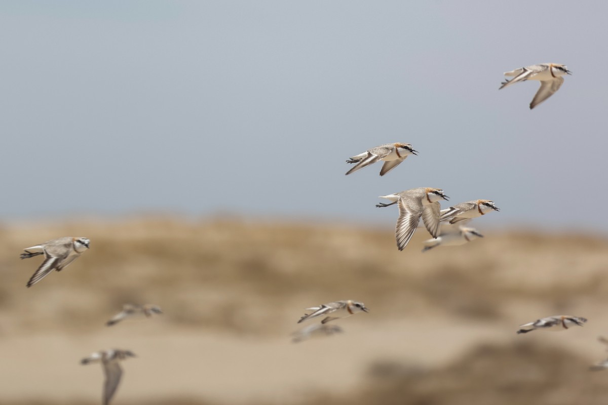 Chestnut-banded Plover - ML638119937