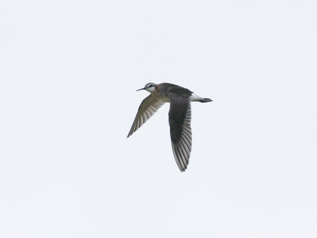 Wilson's Phalarope - ML638119938