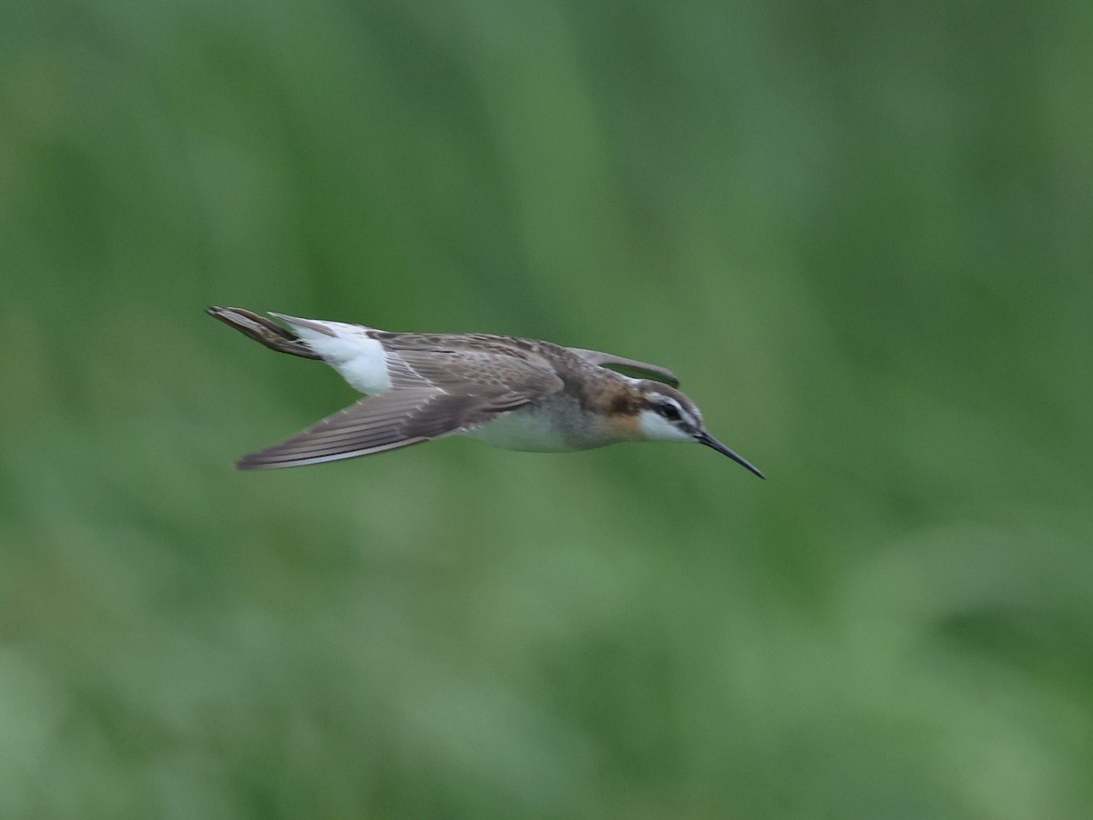 Wilson's Phalarope - ML638119939