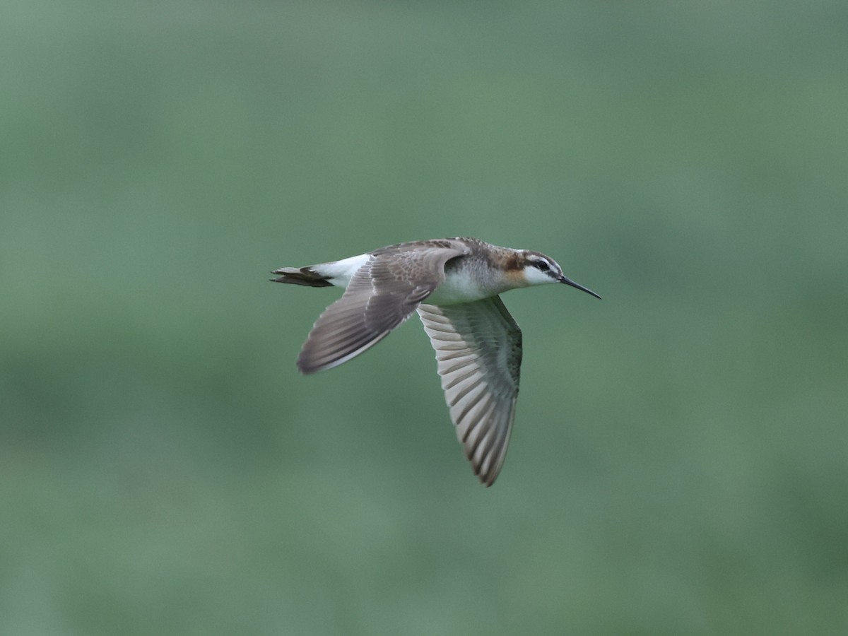 Wilson's Phalarope - ML638119940