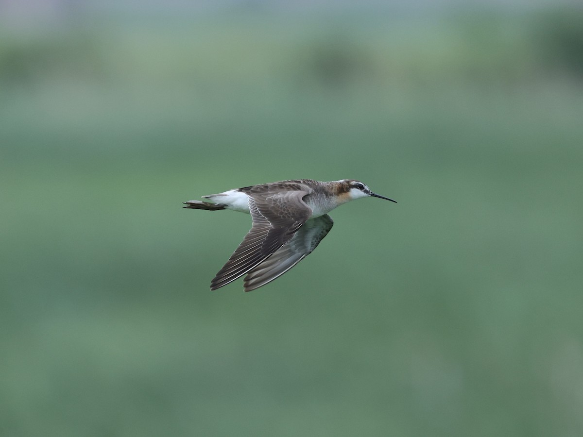 Wilson's Phalarope - ML638119941