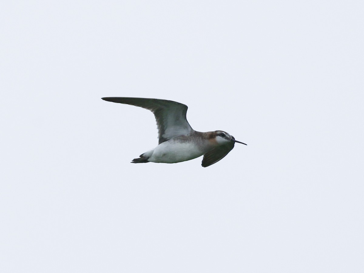 Wilson's Phalarope - ML638119949