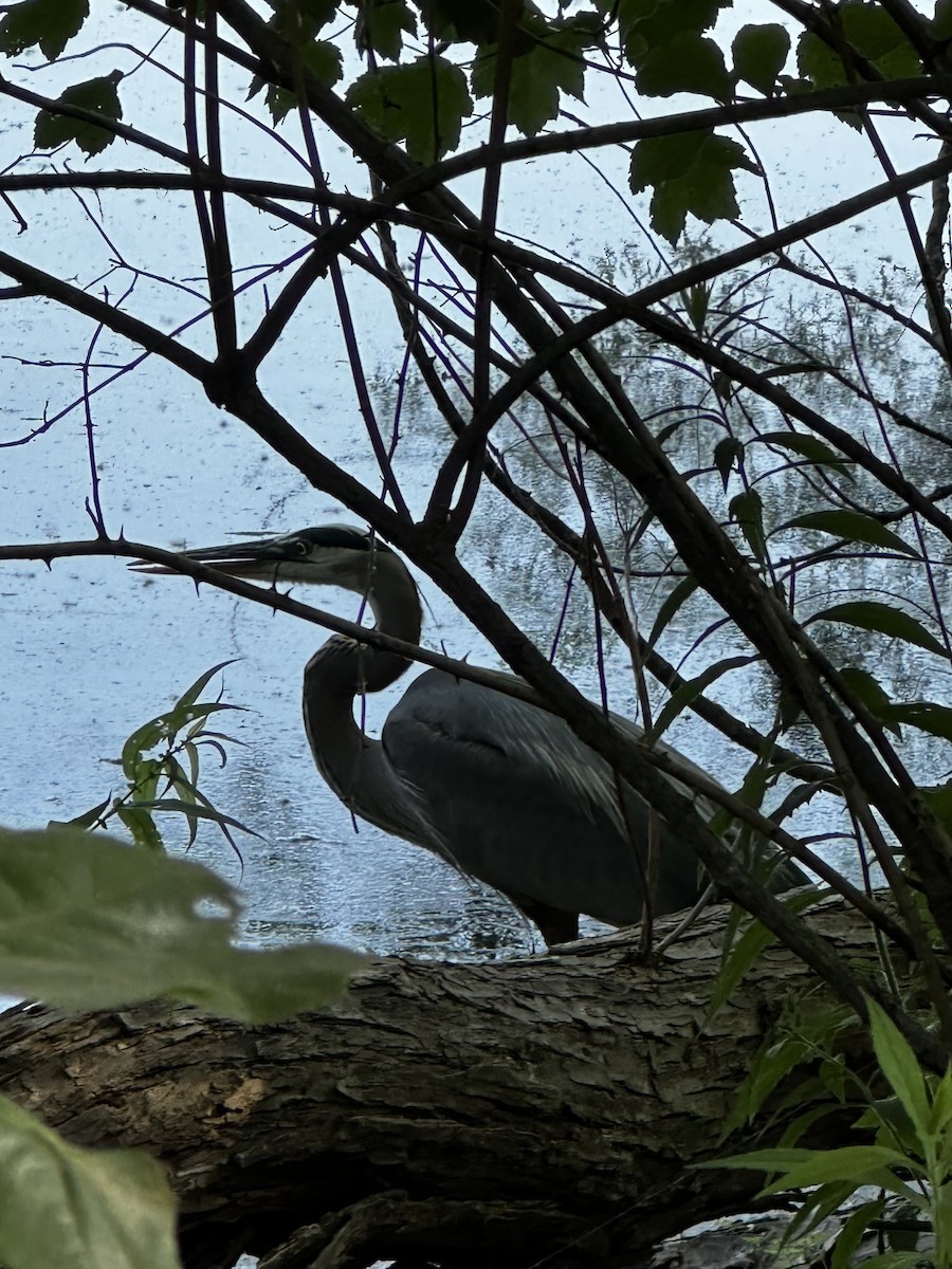 Great Blue Heron - ML638119950