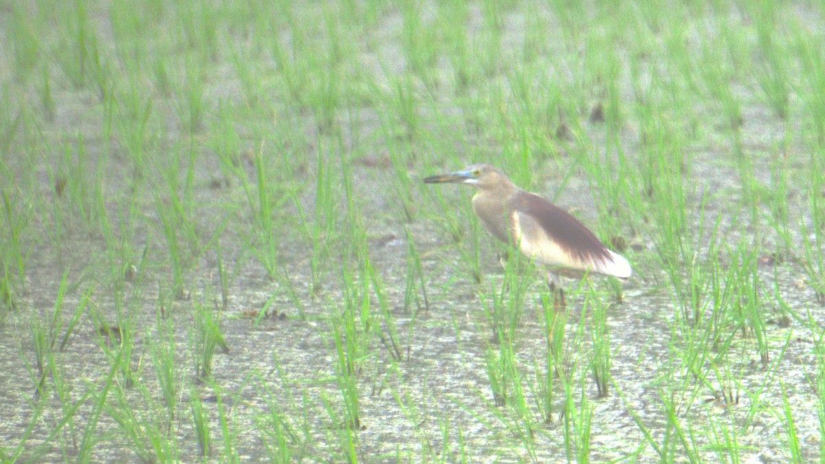 Indian Pond-Heron - ML638119967