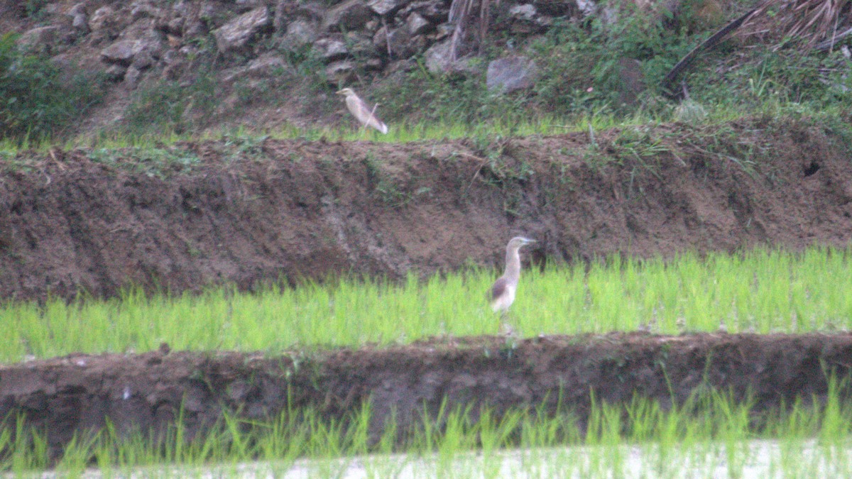 Indian Pond-Heron - ML638119968
