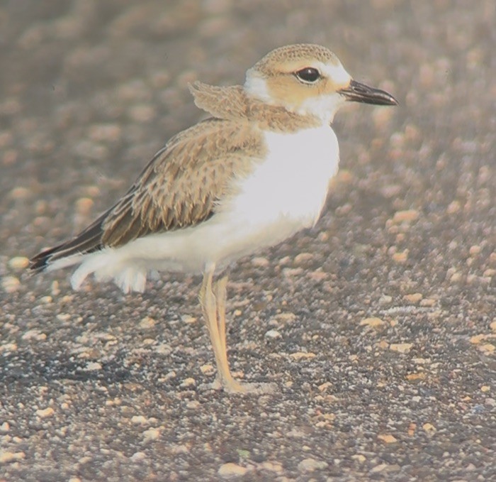 Wilson's Plover - ML638119989