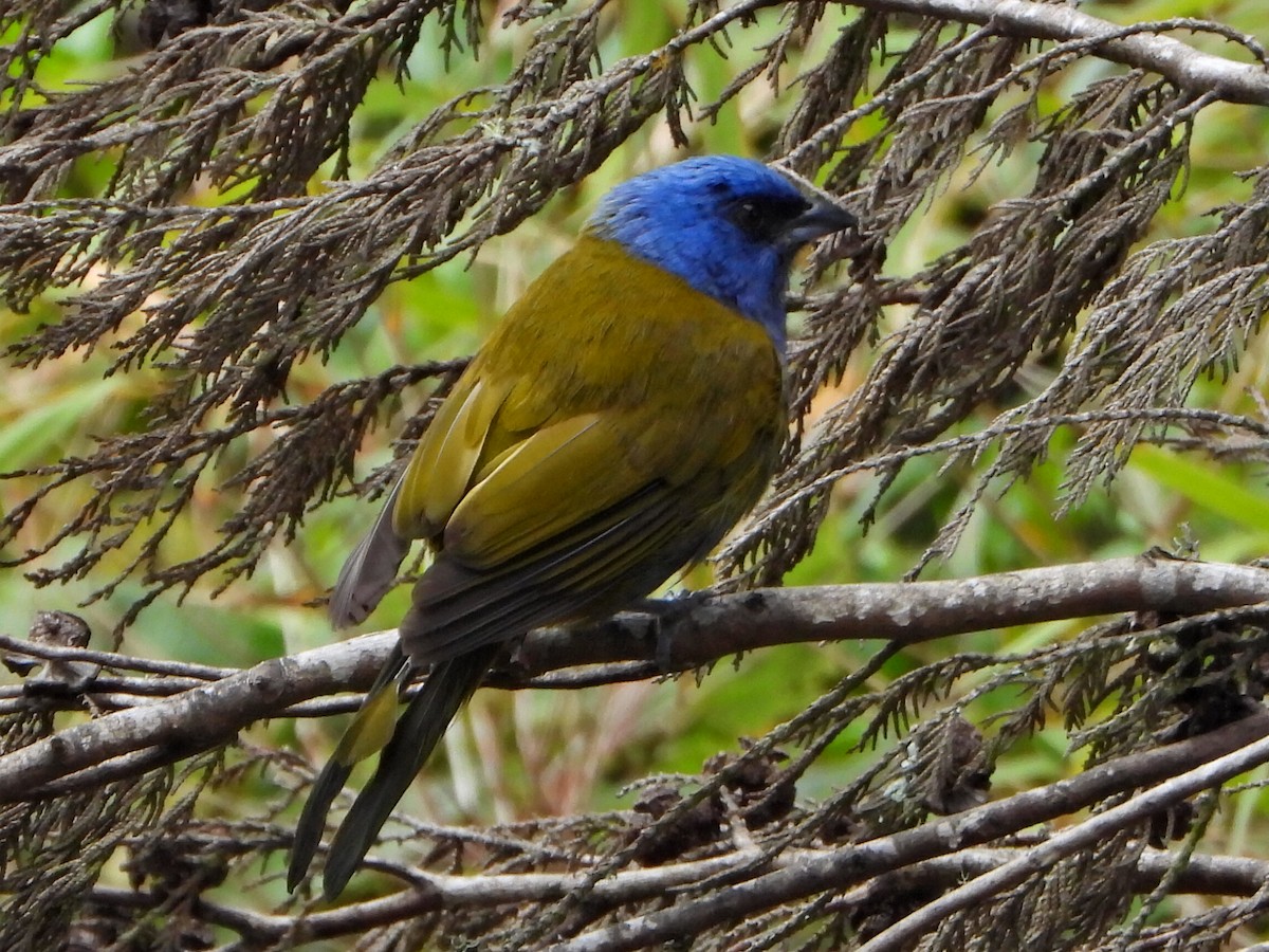 Blue-capped Tanager - ML638119992