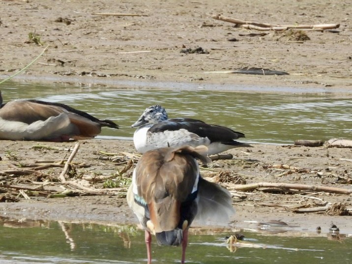 Knob-billed Duck - ML638120060