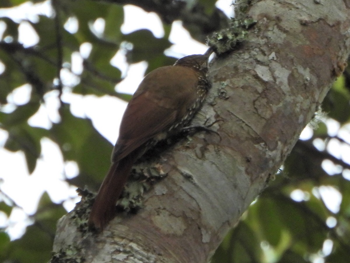 Montane Woodcreeper - ML638120084