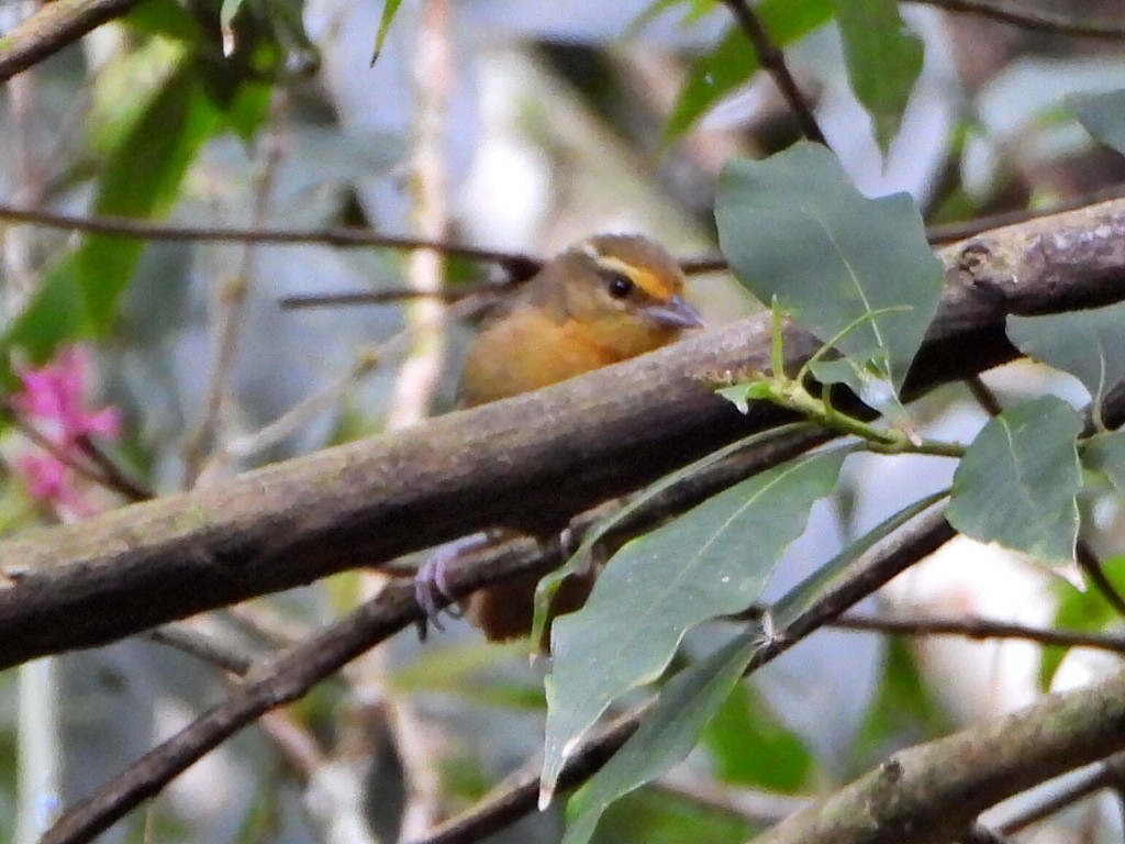チャイロモリフウキンチョウ - ML638120144