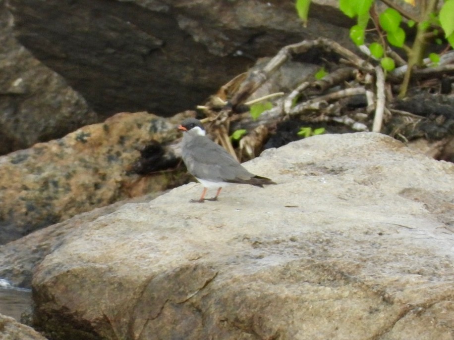 Rock Pratincole - ML638120167