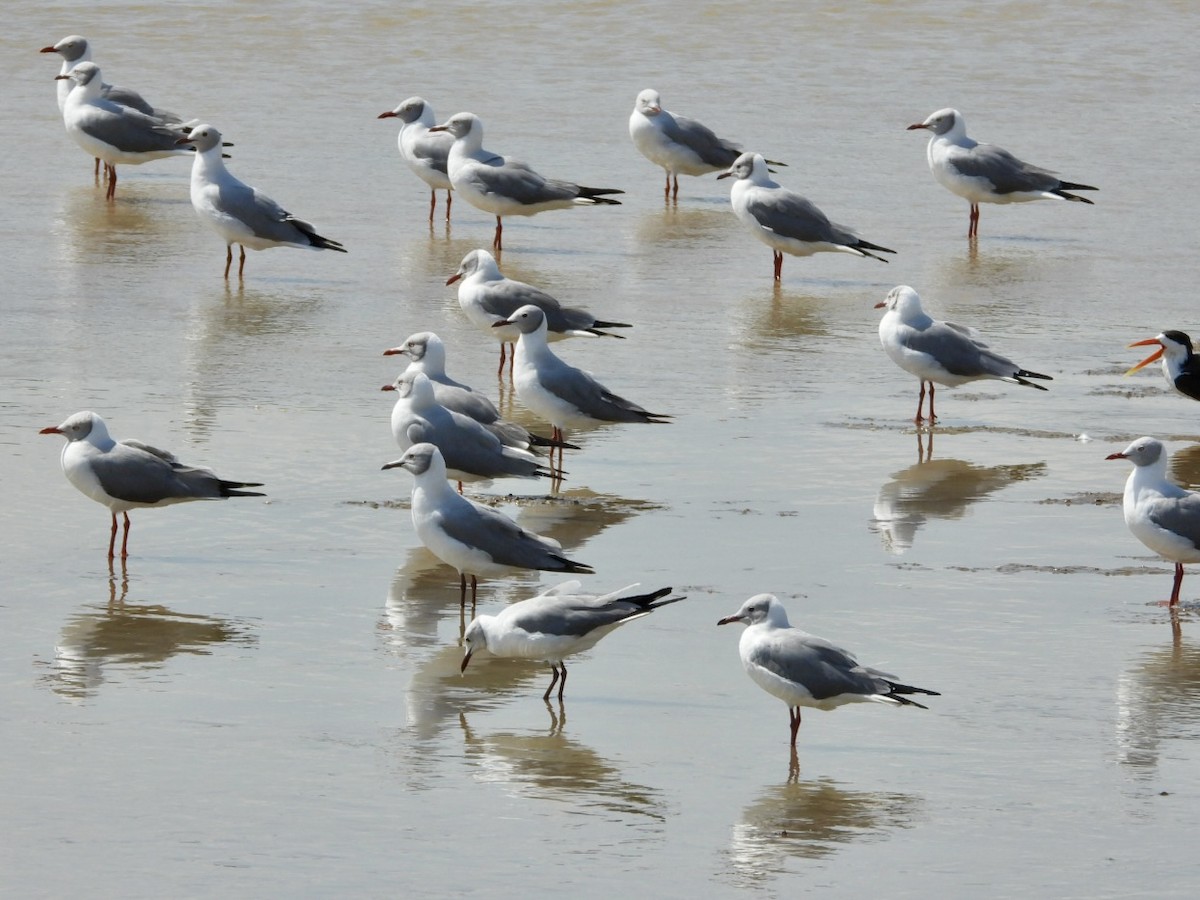 Gray-hooded Gull - ML638120181