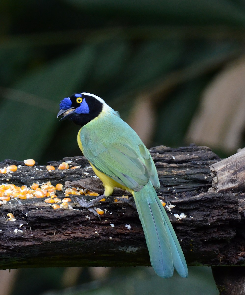 Green Jay - ML638120183