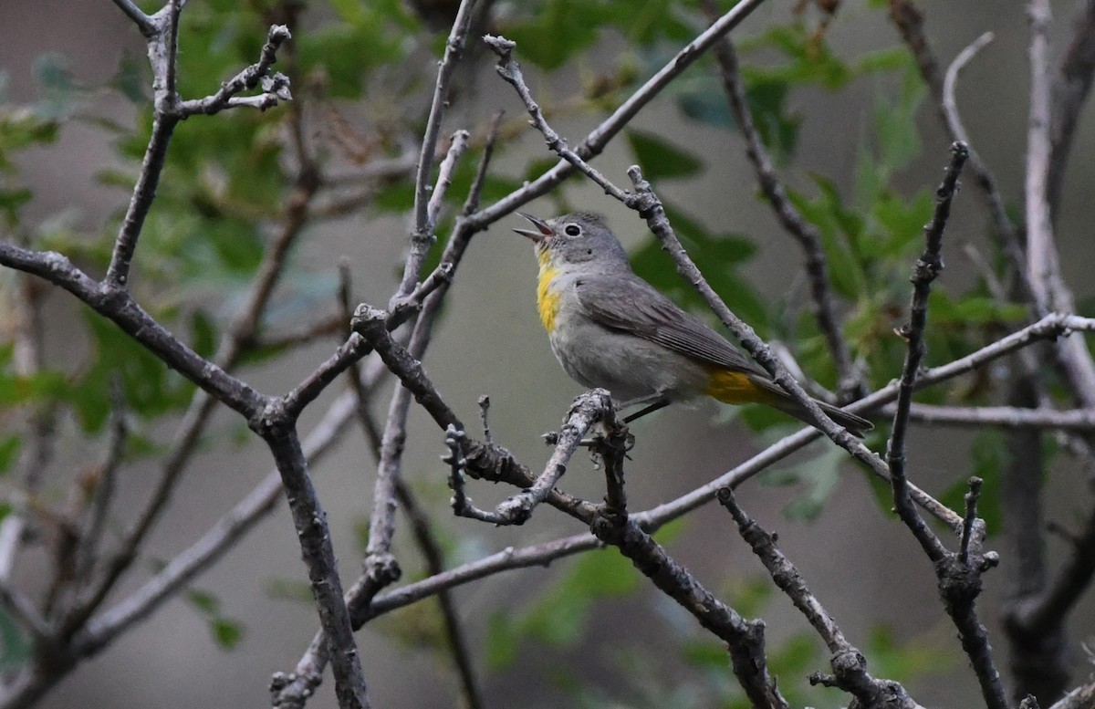 Virginia's Warbler - ML638120188