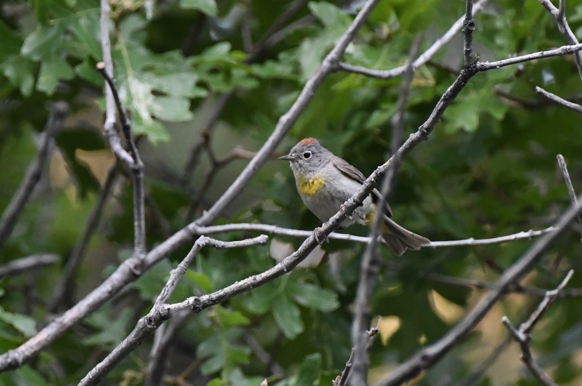 Virginia's Warbler - ML638120191
