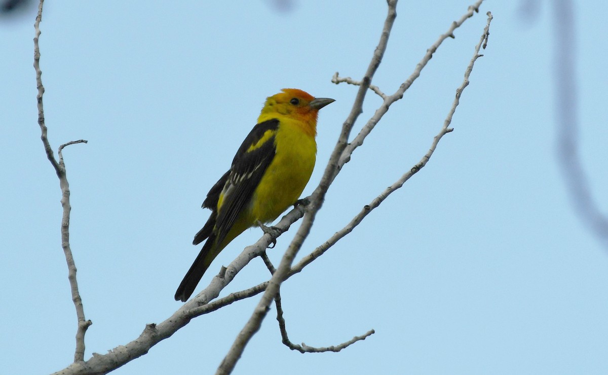 Western Tanager - ML638120220