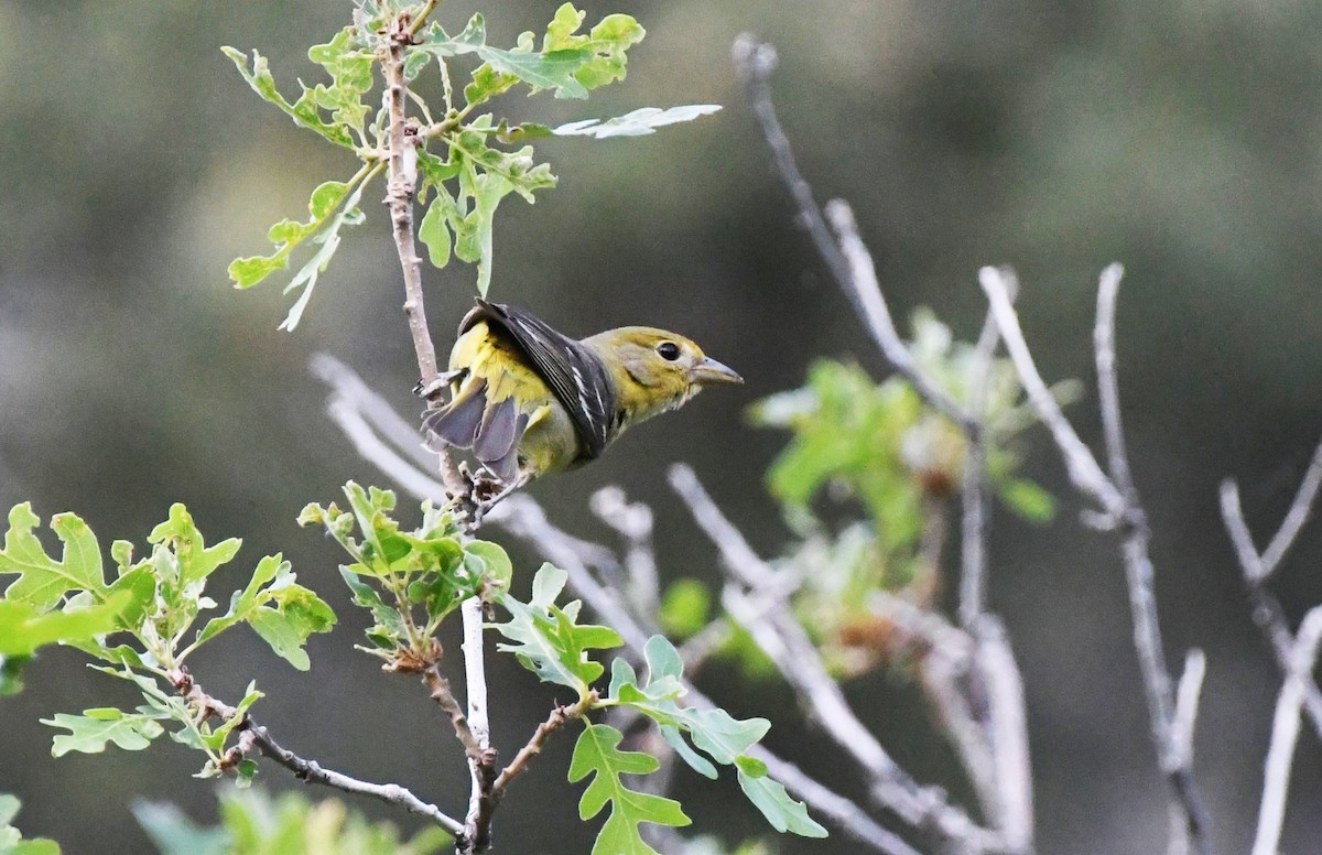 Western Tanager - ML638120221