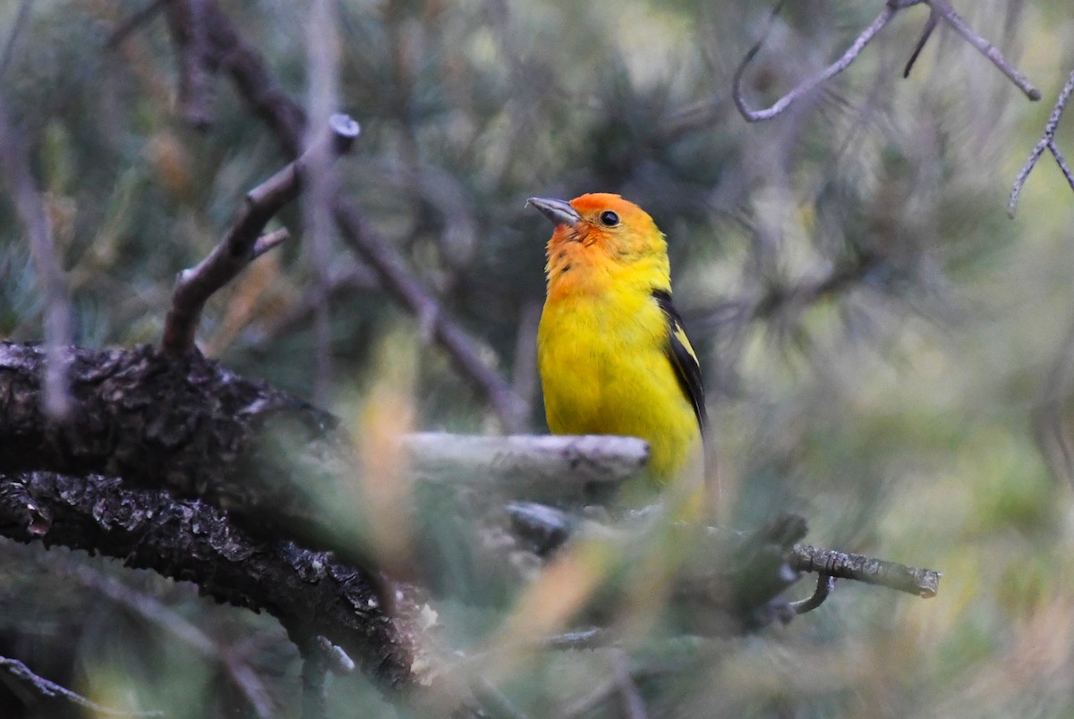 Western Tanager - ML638120222
