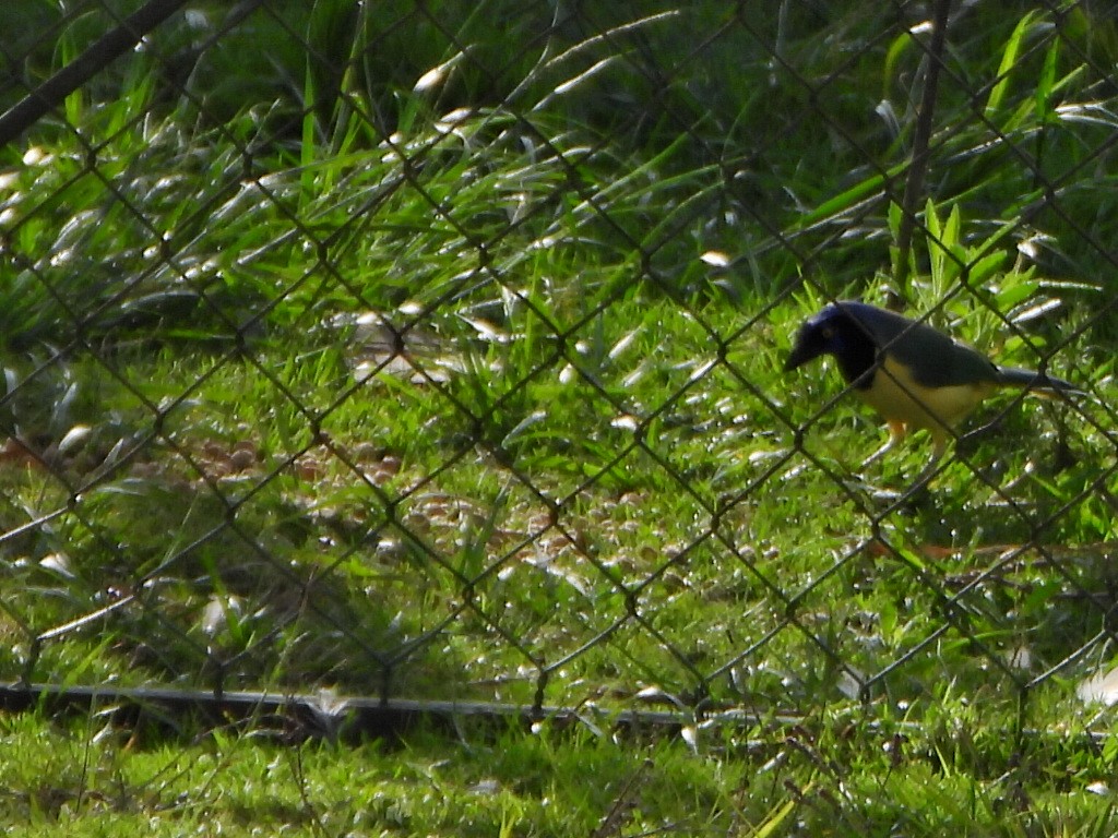 Green Jay - ML638120230