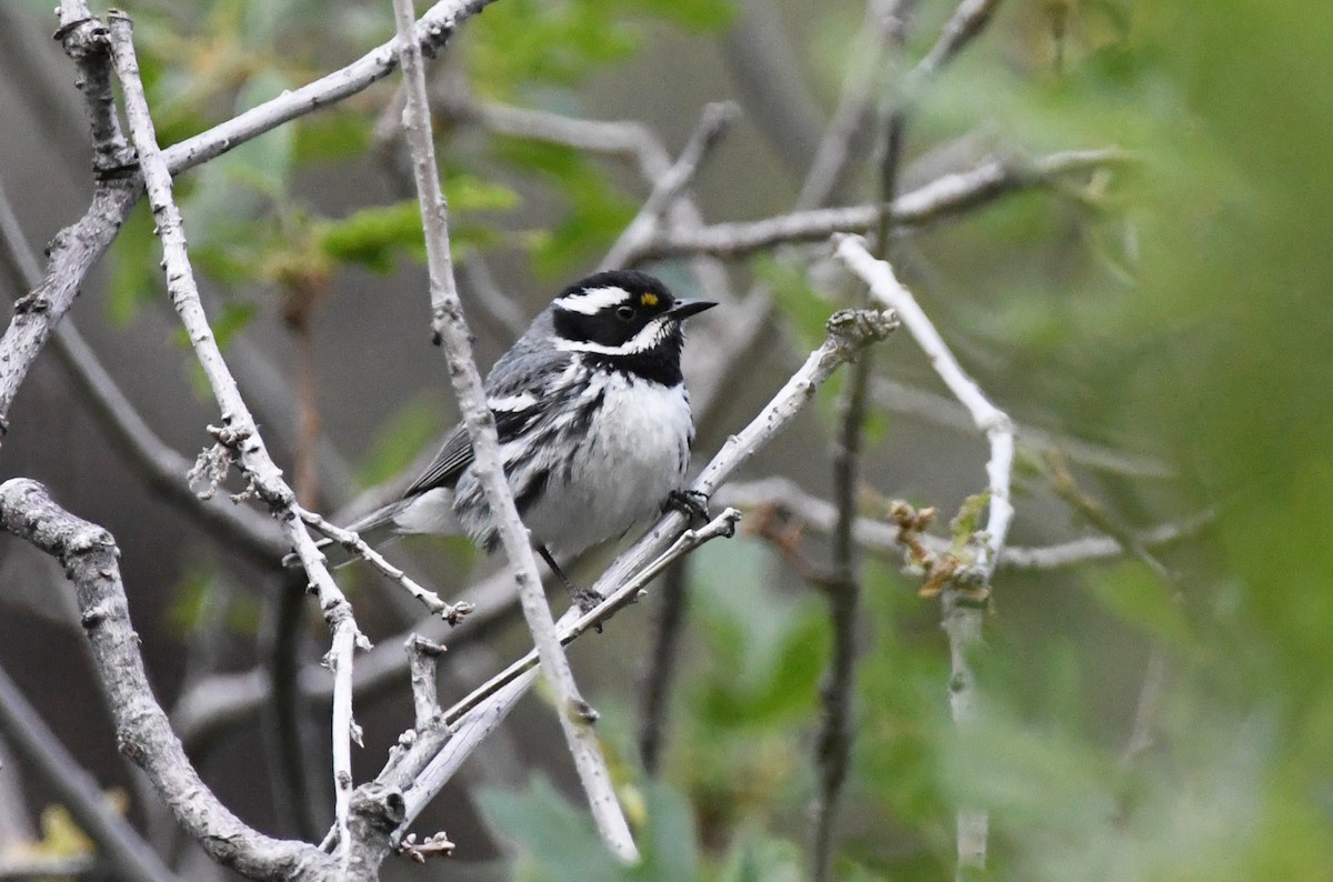 Black-throated Gray Warbler - ML638120232