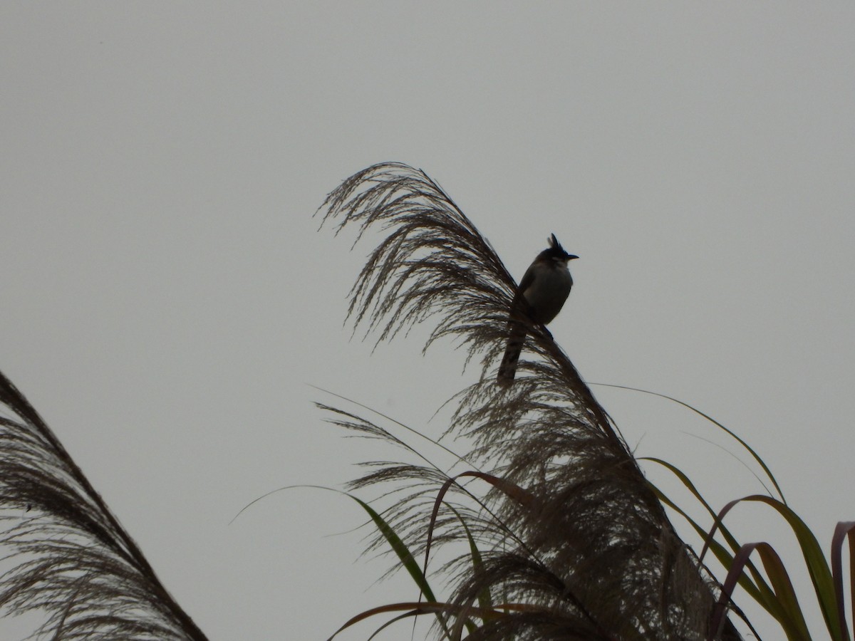 Sooty-headed Bulbul - ML638120237