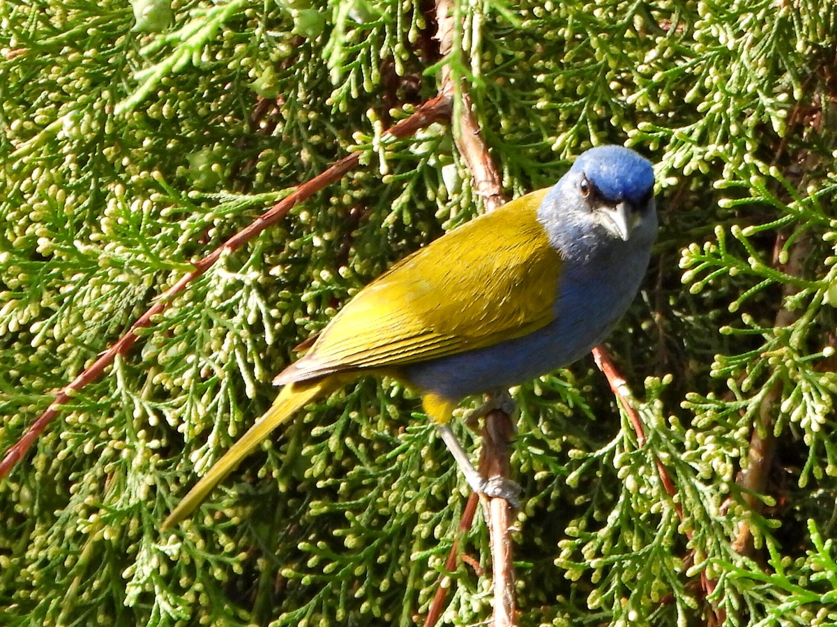 Blue-capped Tanager - ML638120241