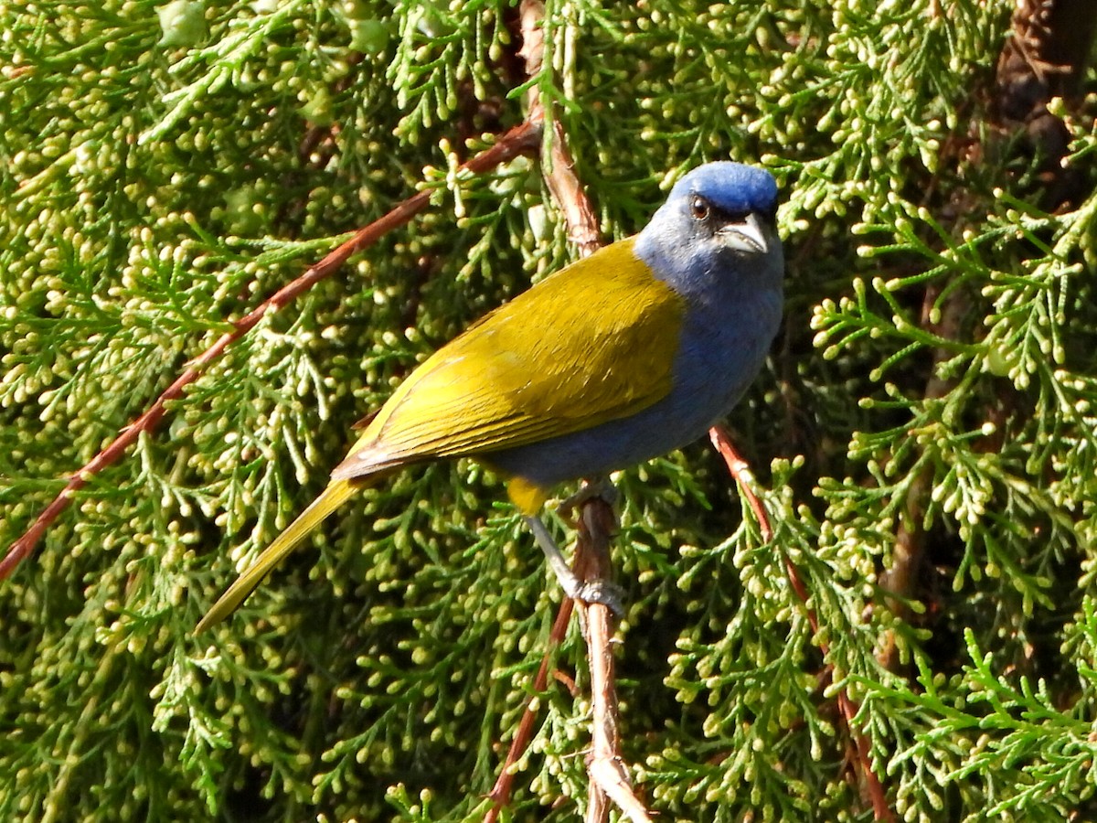 Blue-capped Tanager - ML638120242