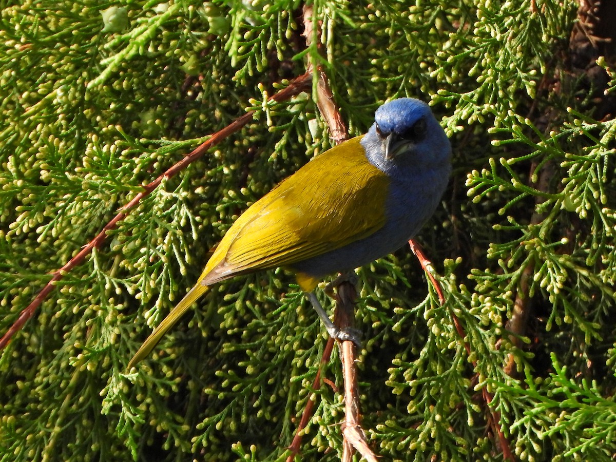 Blue-capped Tanager - ML638120244