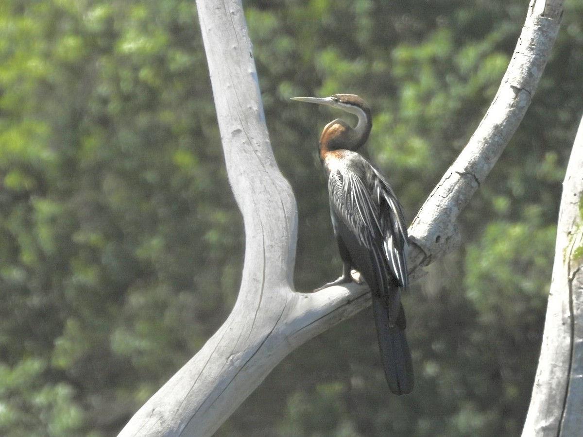African Darter - ML638120257