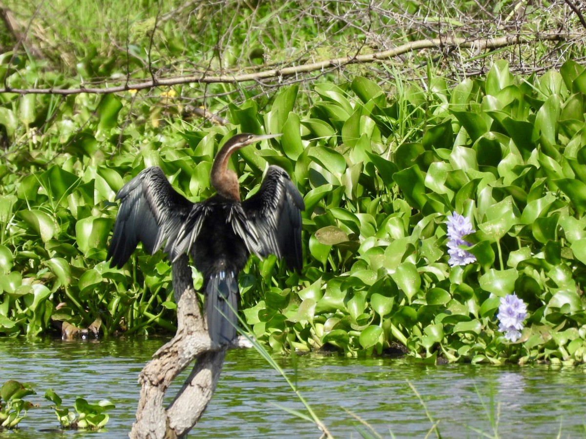 African Darter - ML638120259