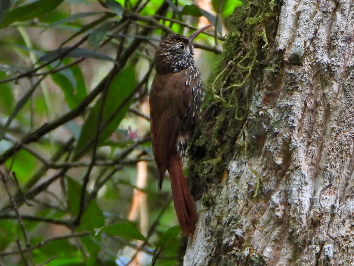 Montane Woodcreeper - ML638120264
