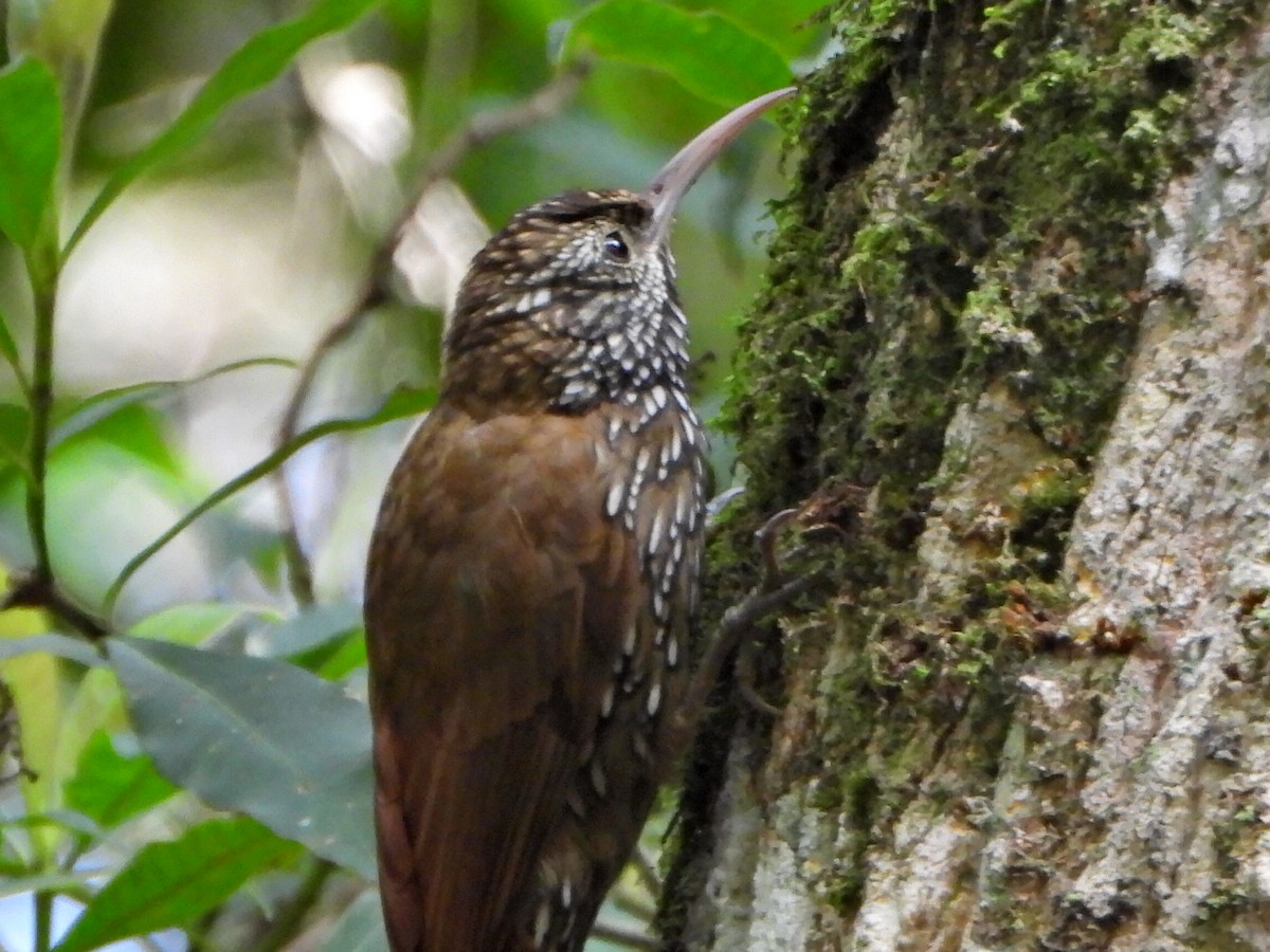 Montane Woodcreeper - ML638120265