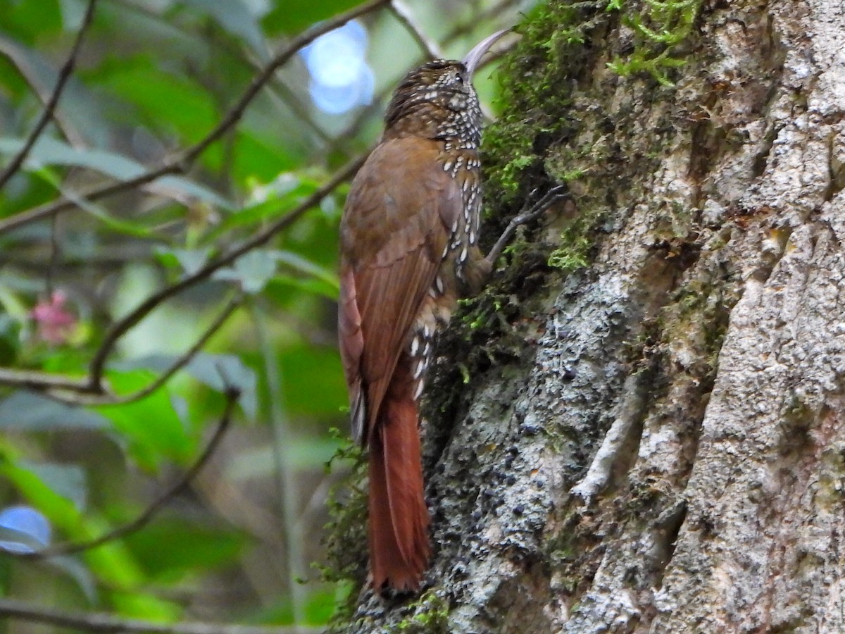 Montane Woodcreeper - ML638120266