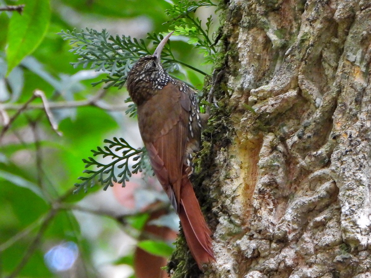 Montane Woodcreeper - ML638120267