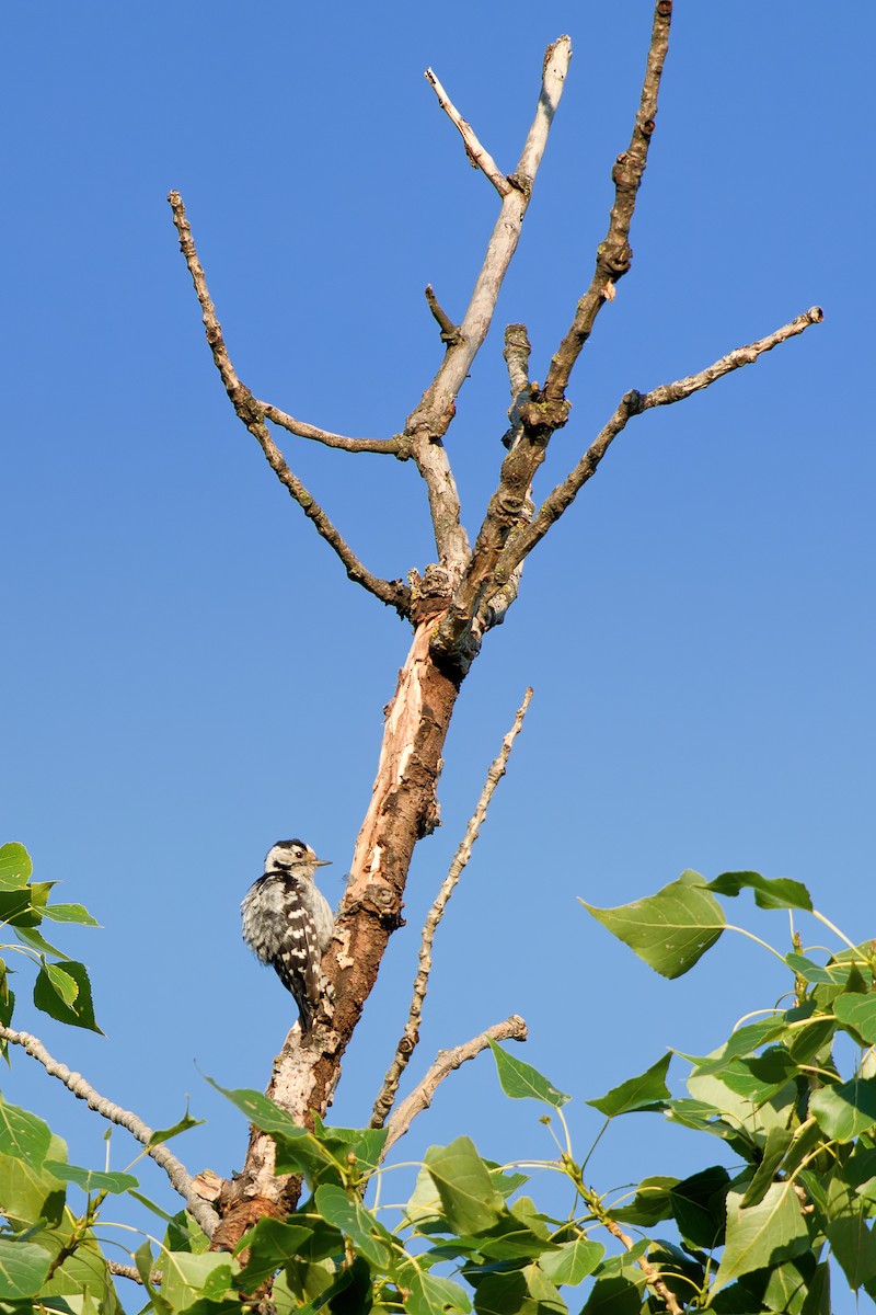 Lesser Spotted Woodpecker - ML638120271