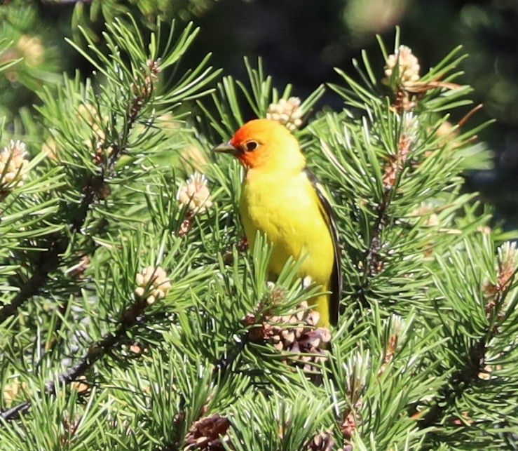 Western Tanager - ML638120275