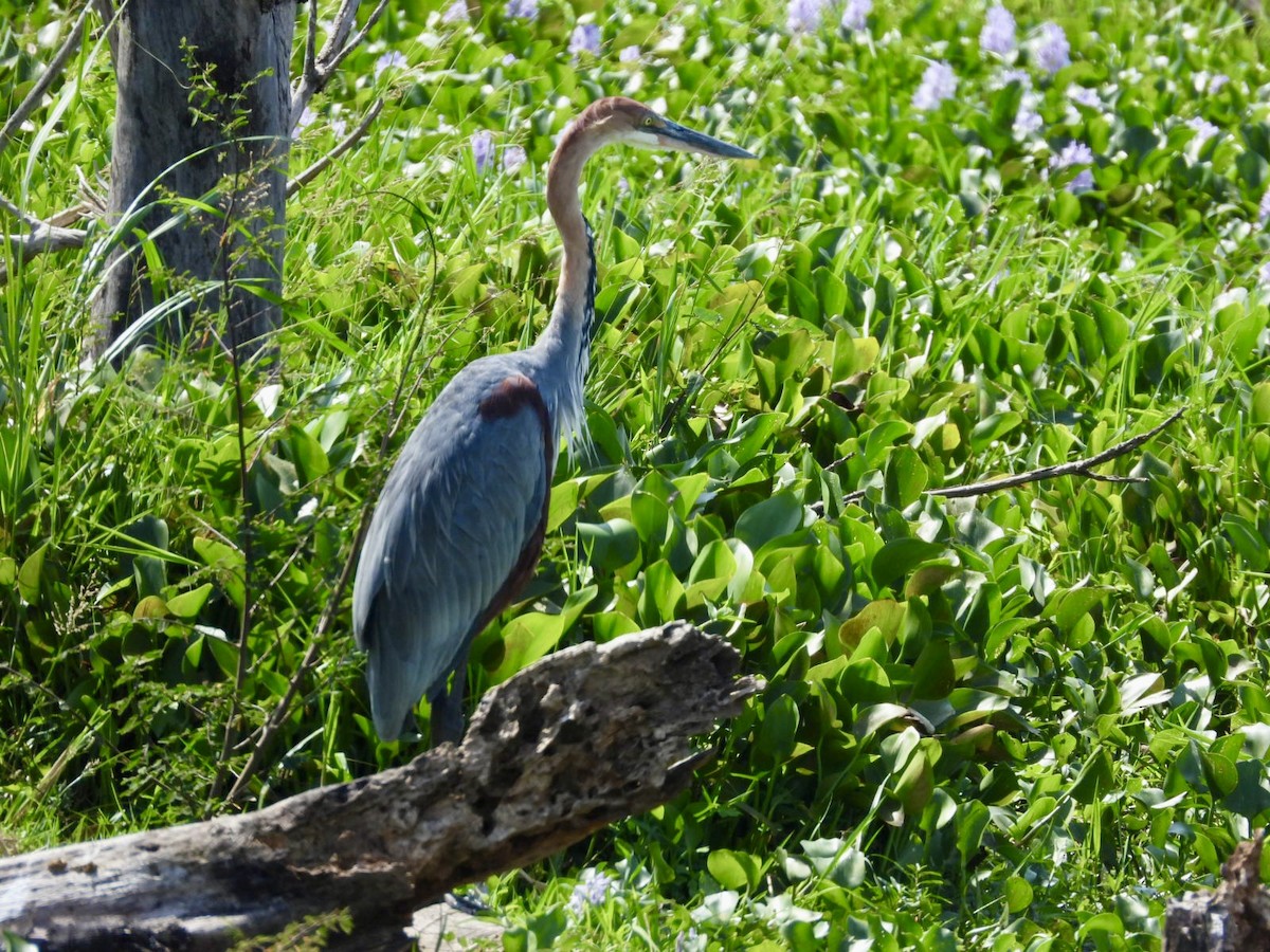 Goliath Heron - ML638120292