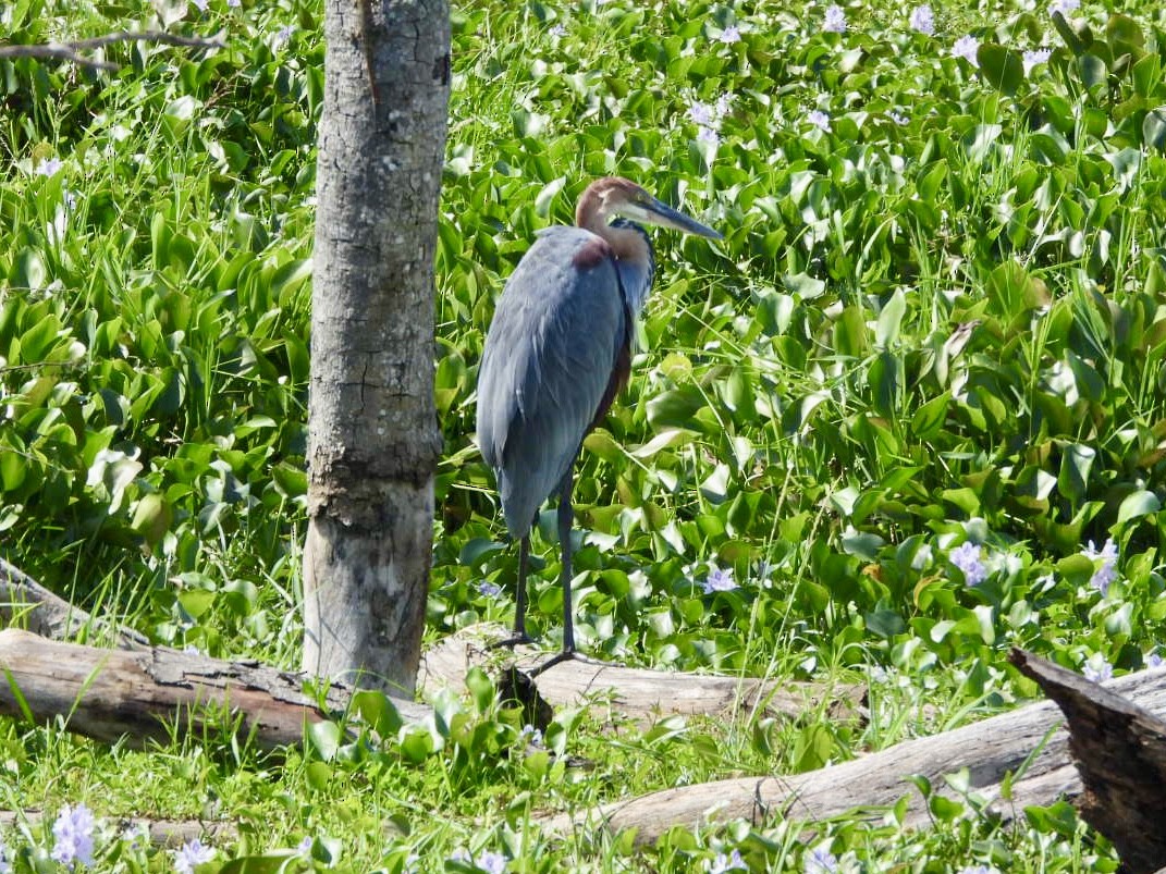 Goliath Heron - ML638120293