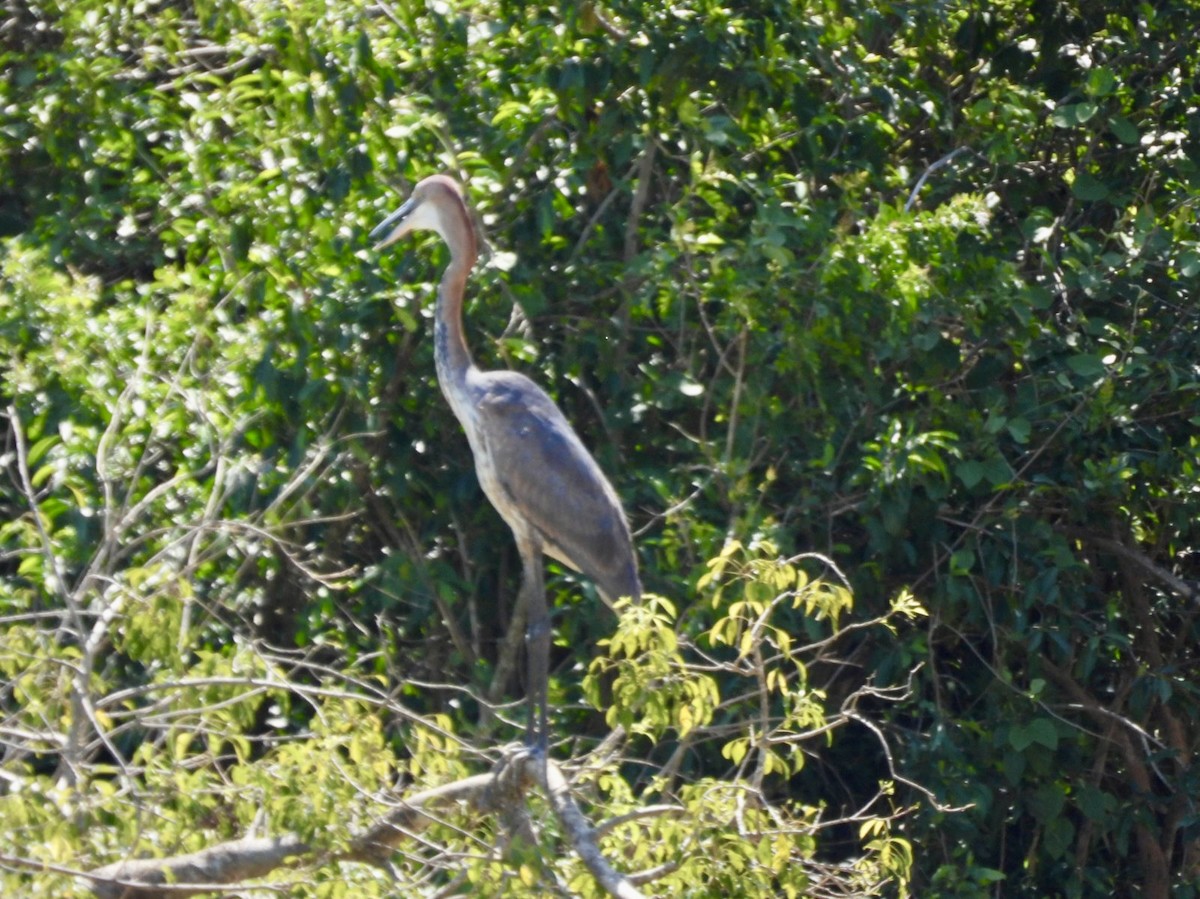 Goliath Heron - ML638120294