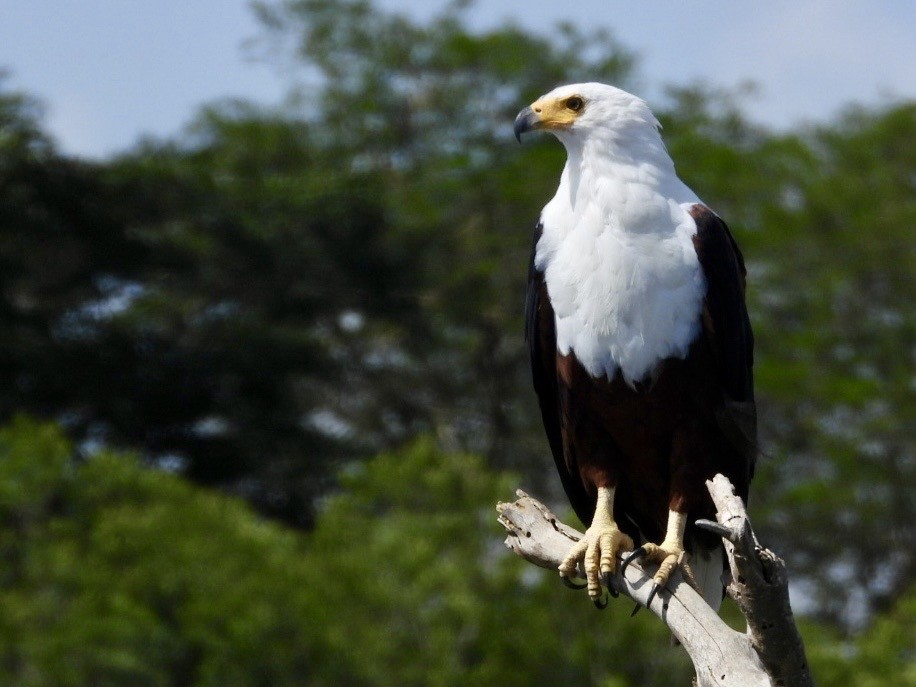 African Fish-Eagle - ML638120303