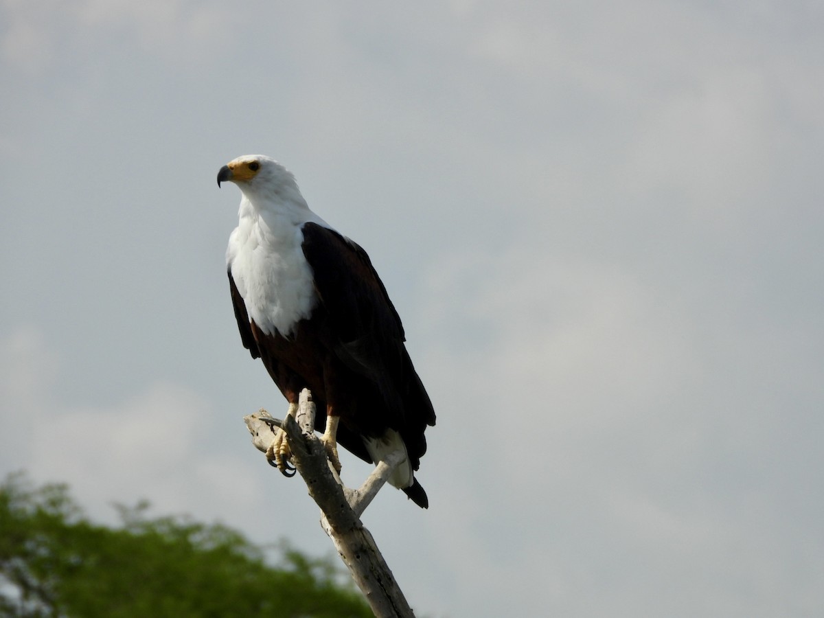African Fish-Eagle - ML638120304