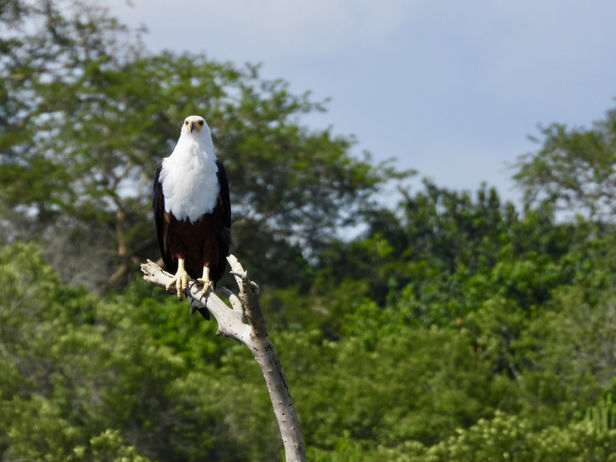 African Fish-Eagle - ML638120305