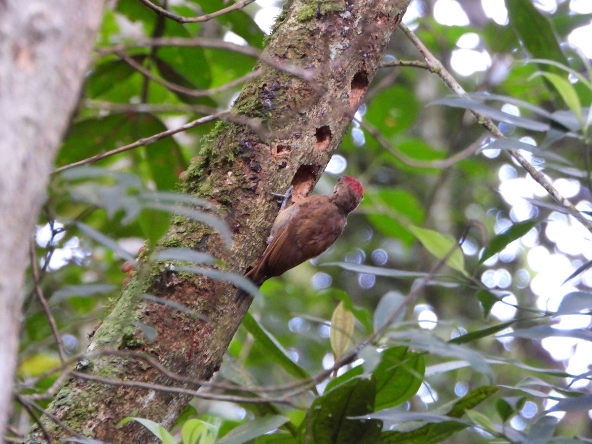 Smoky-brown Woodpecker - ML638120368