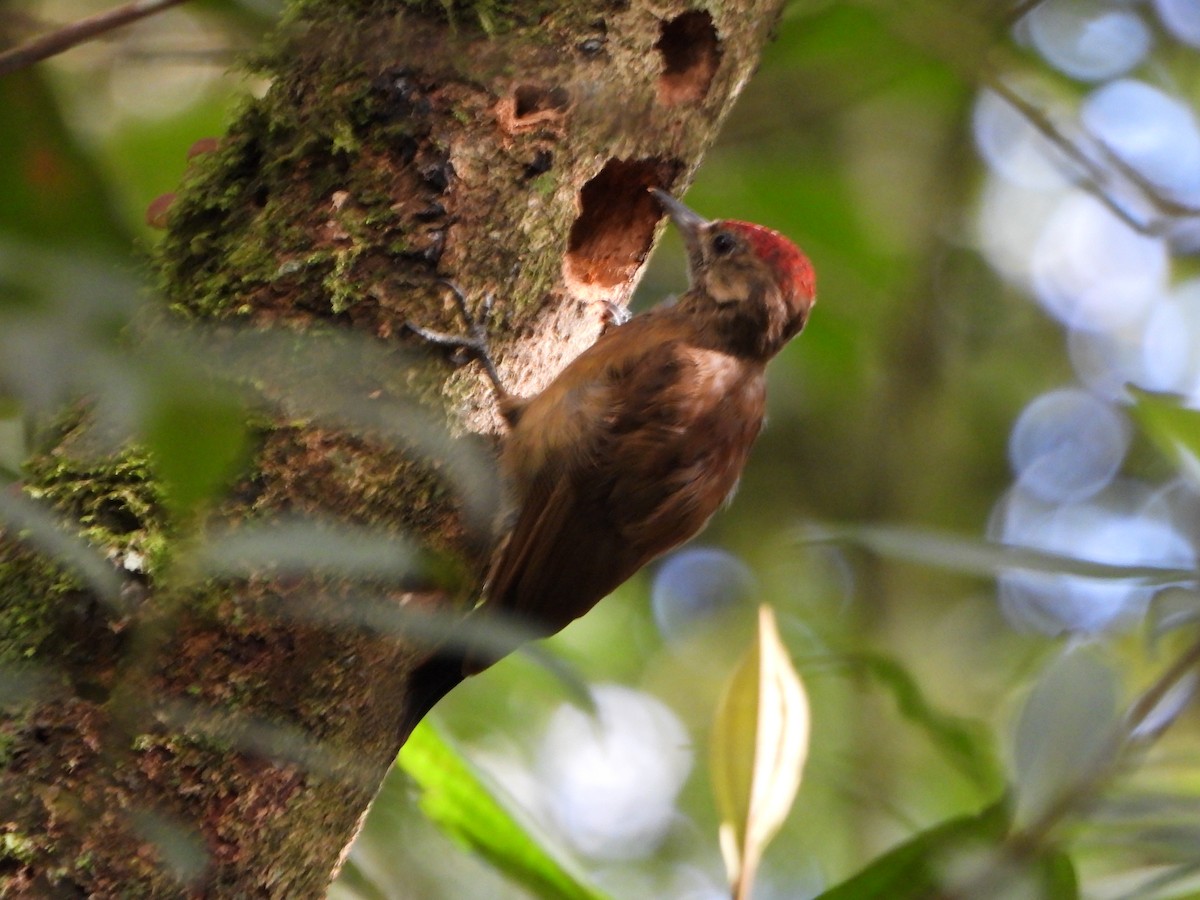 Smoky-brown Woodpecker - ML638120371