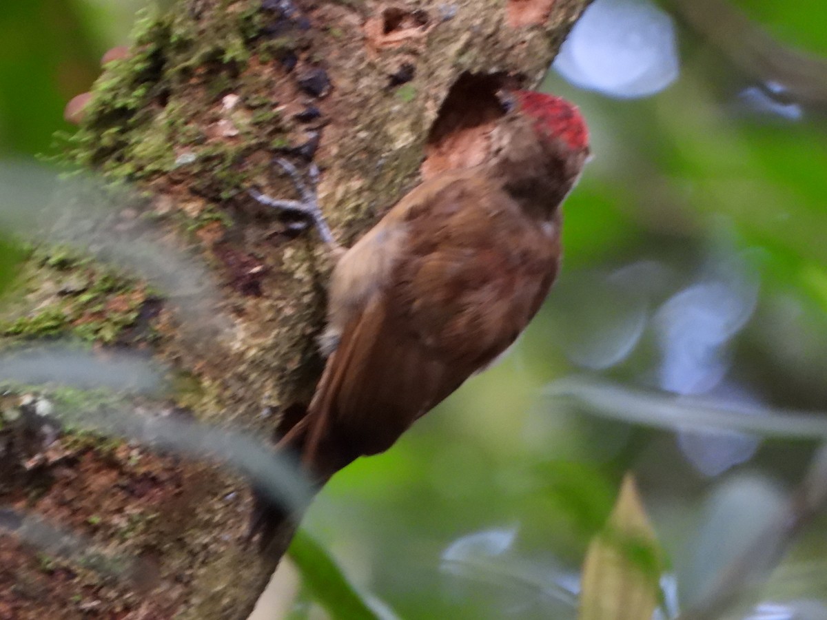 Smoky-brown Woodpecker - ML638120372