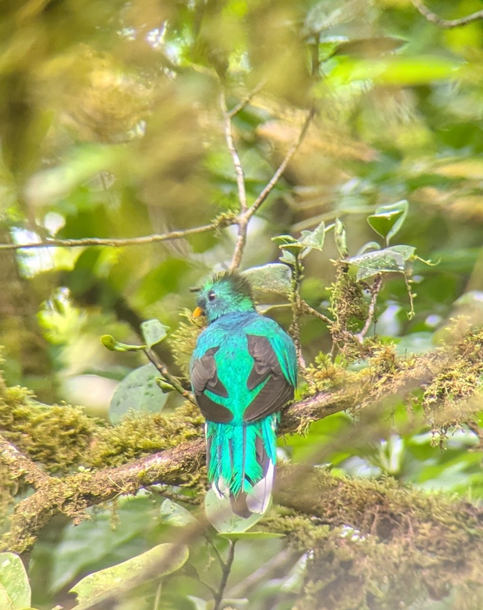 Resplendent Quetzal - ML638120412