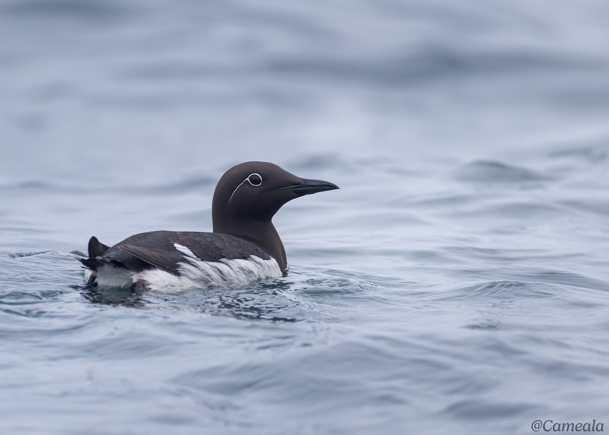 Guillemot marmette - ML638120415