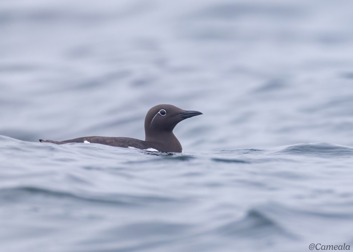 Guillemot marmette - ML638120416