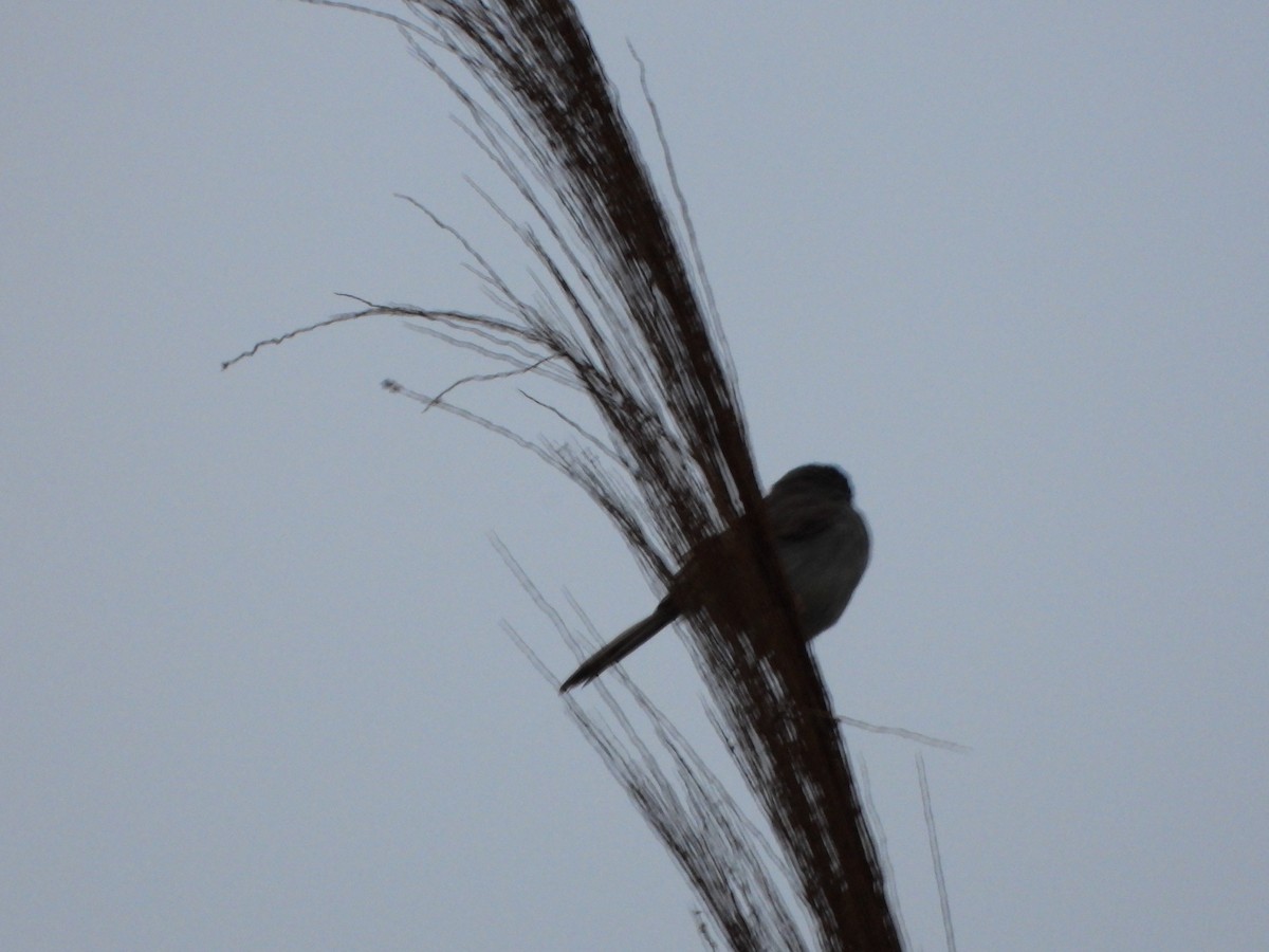Gray-breasted Prinia - ML638120470