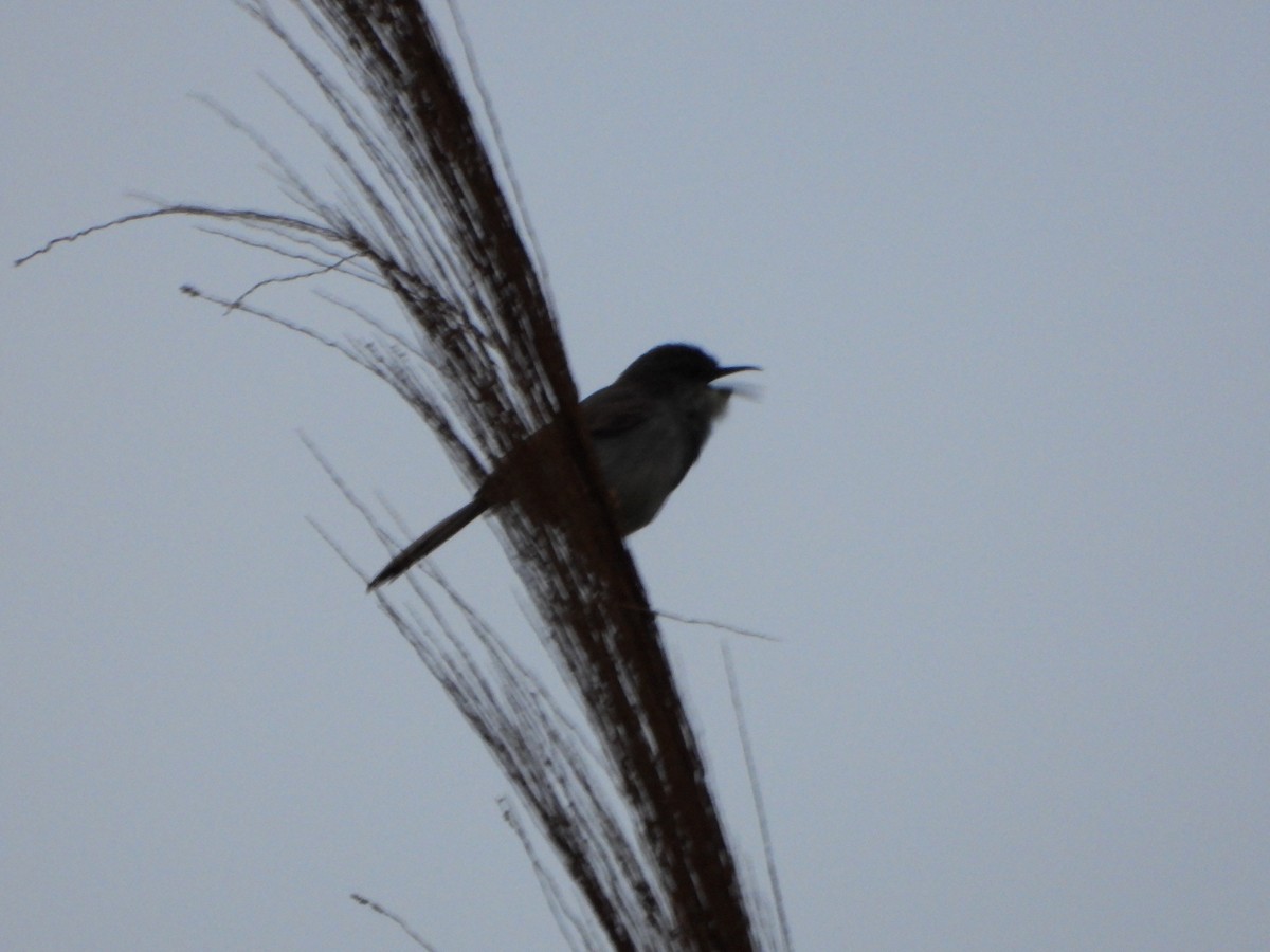 Gray-breasted Prinia - ML638120474